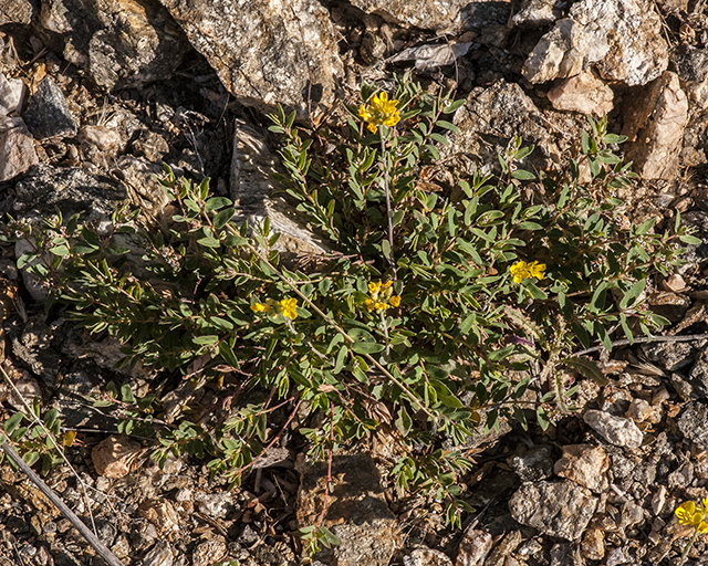 Gordon's Bladderpod Plant