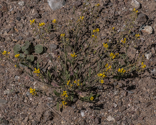 Gordon's Bladderpod Plant