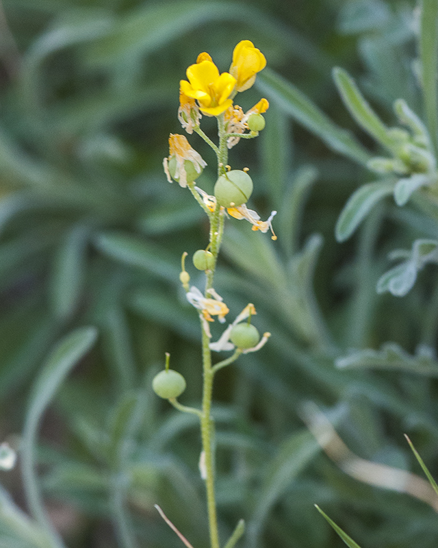 Gordon's Bladderpod Stem
