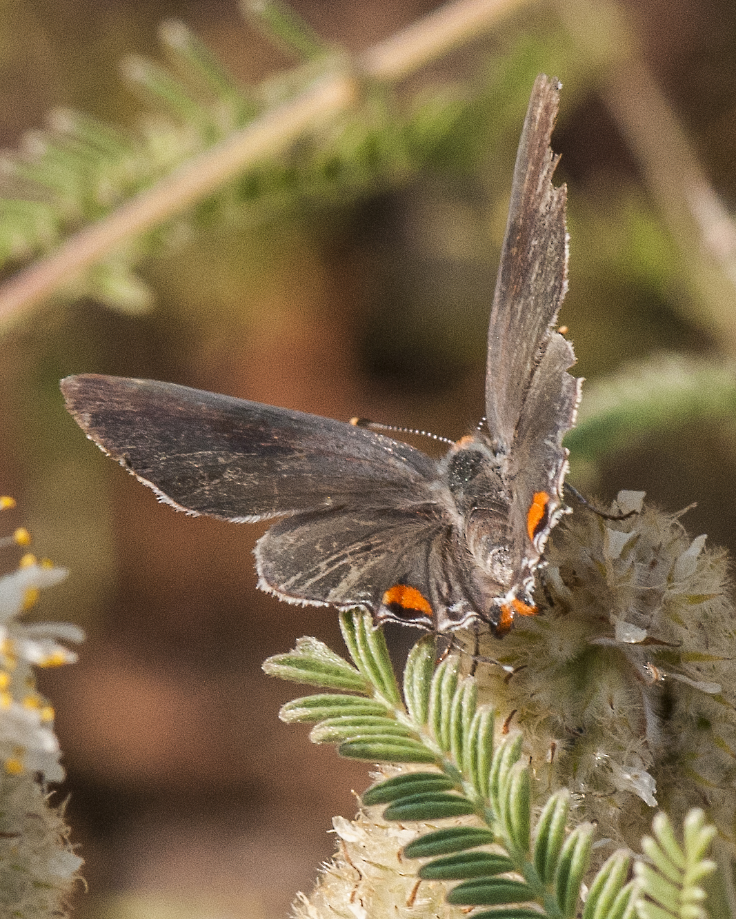Gray Hairstreak