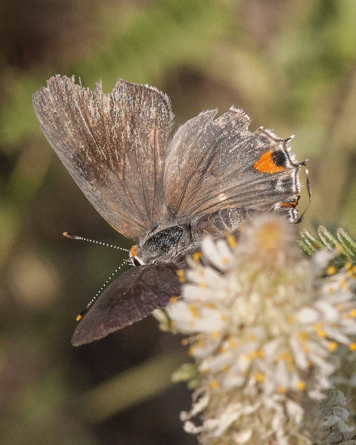 Gray Hairstreak