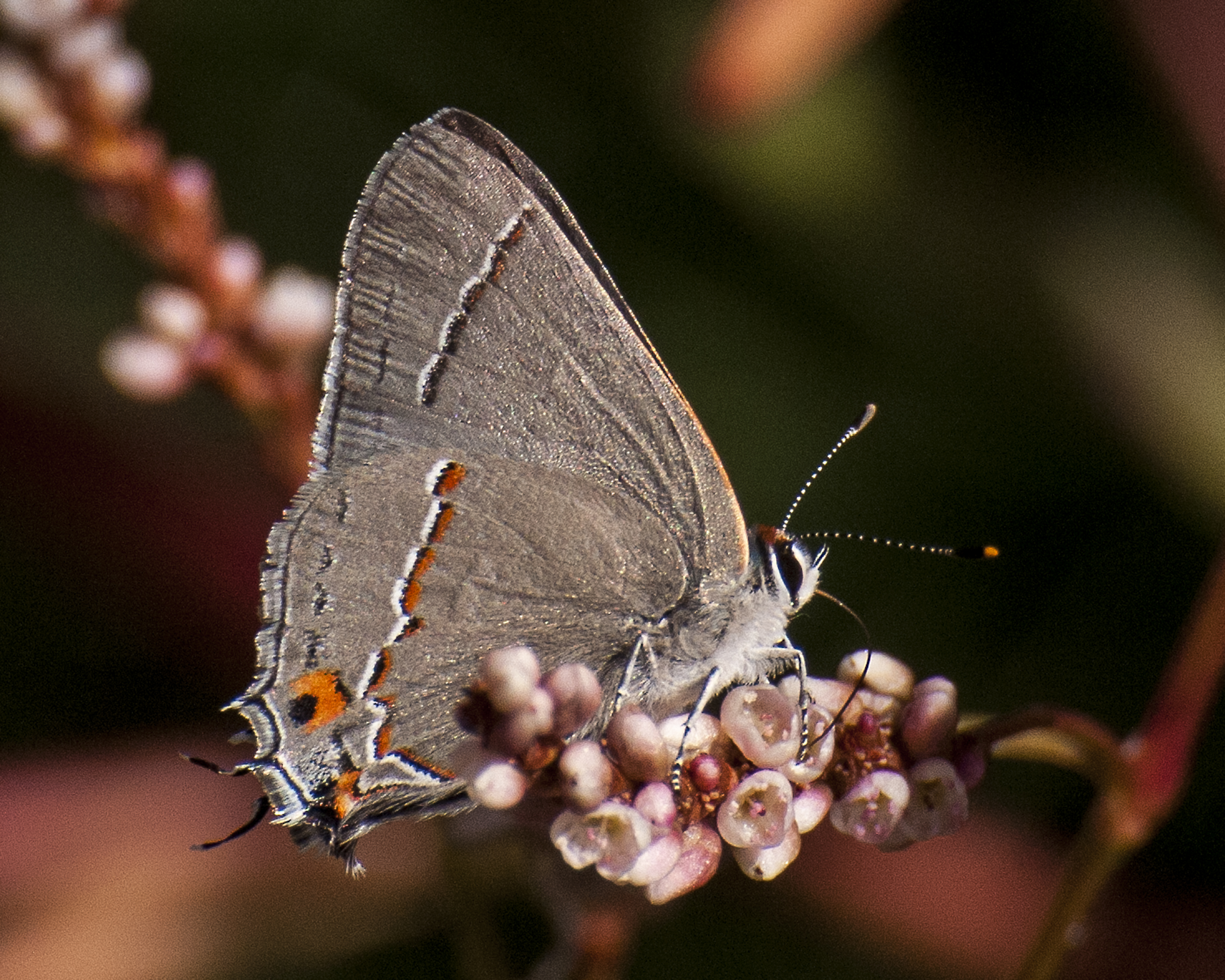 Gray Hairstreak