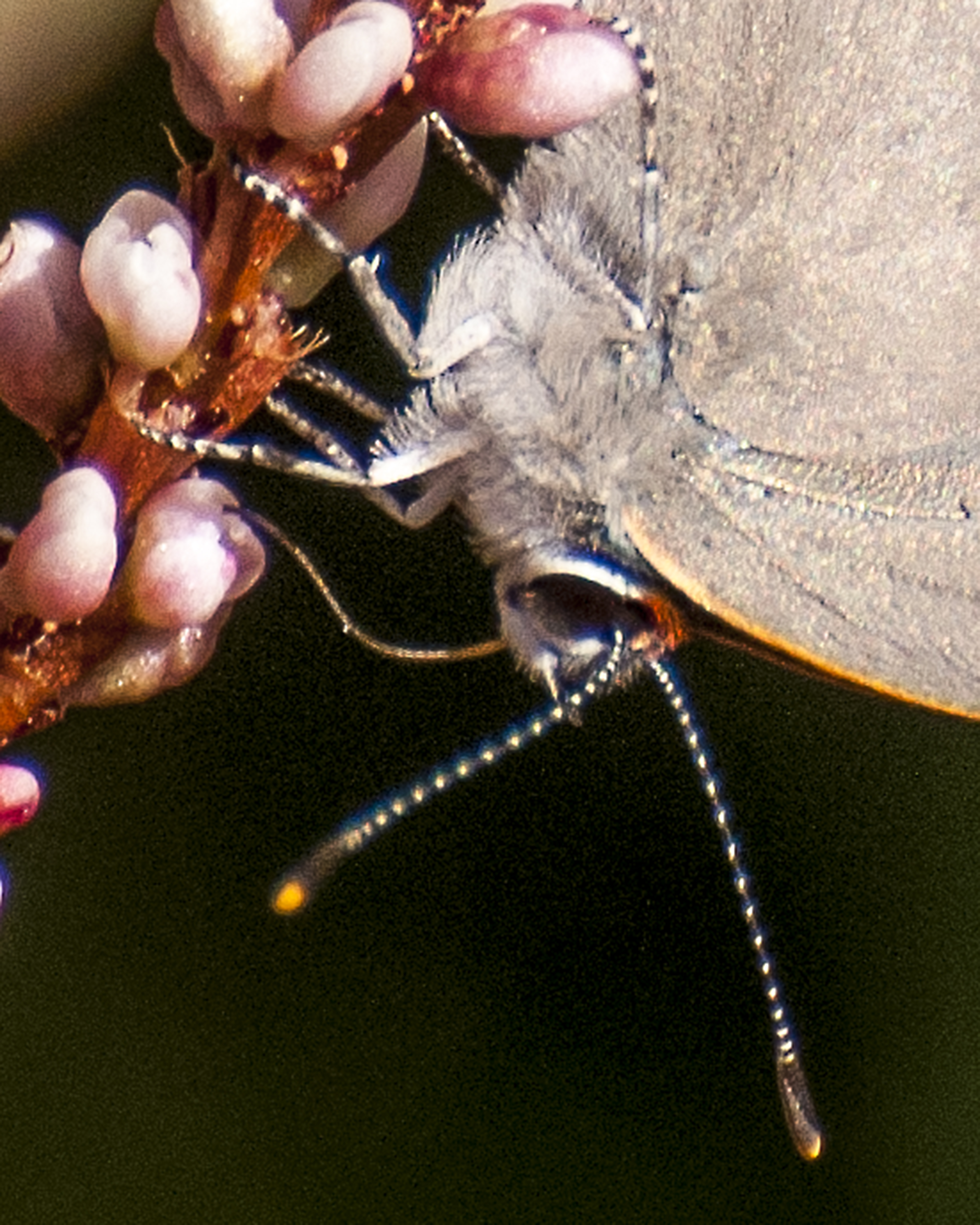 Gray Hairstreak