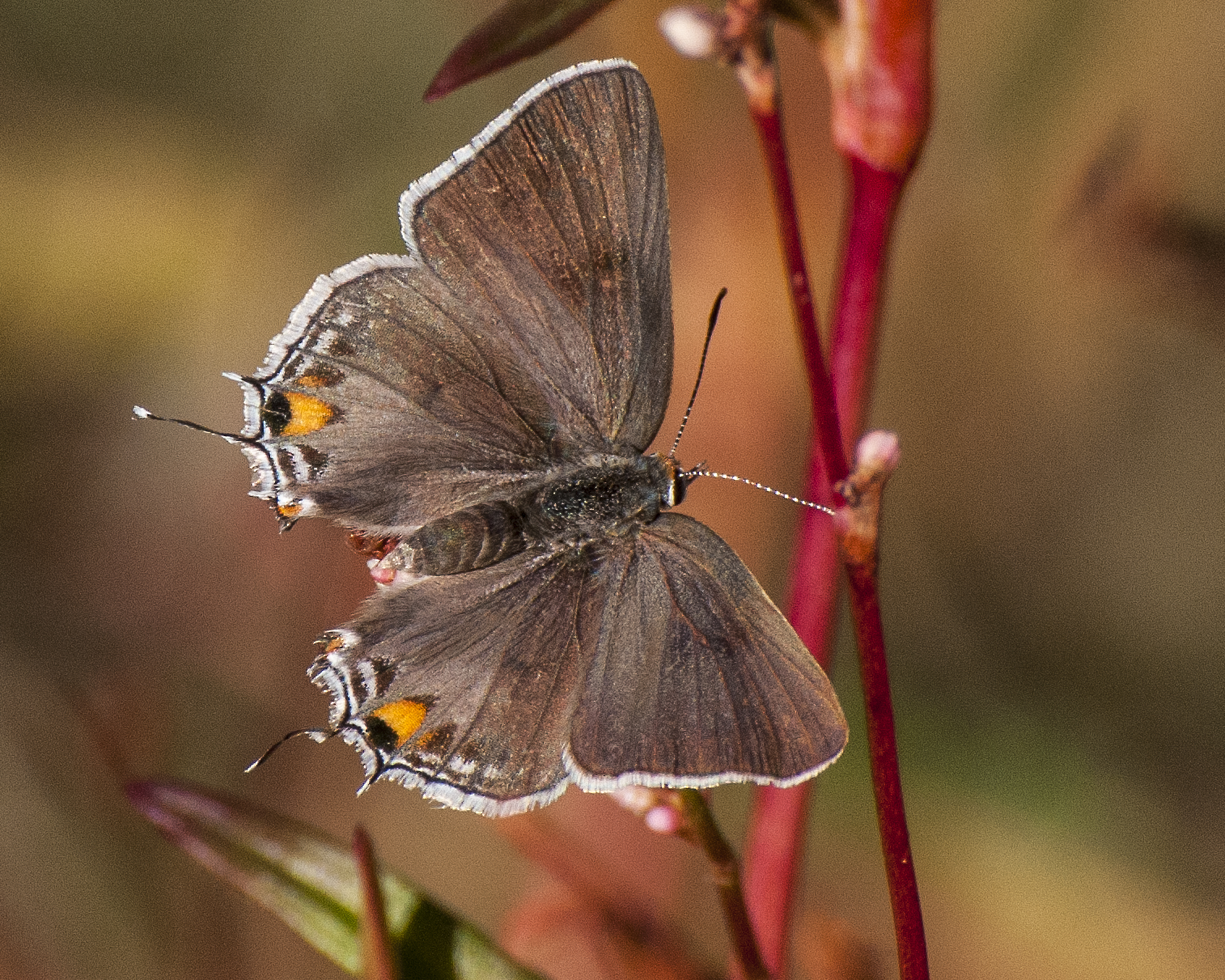 Gray Hairstreak