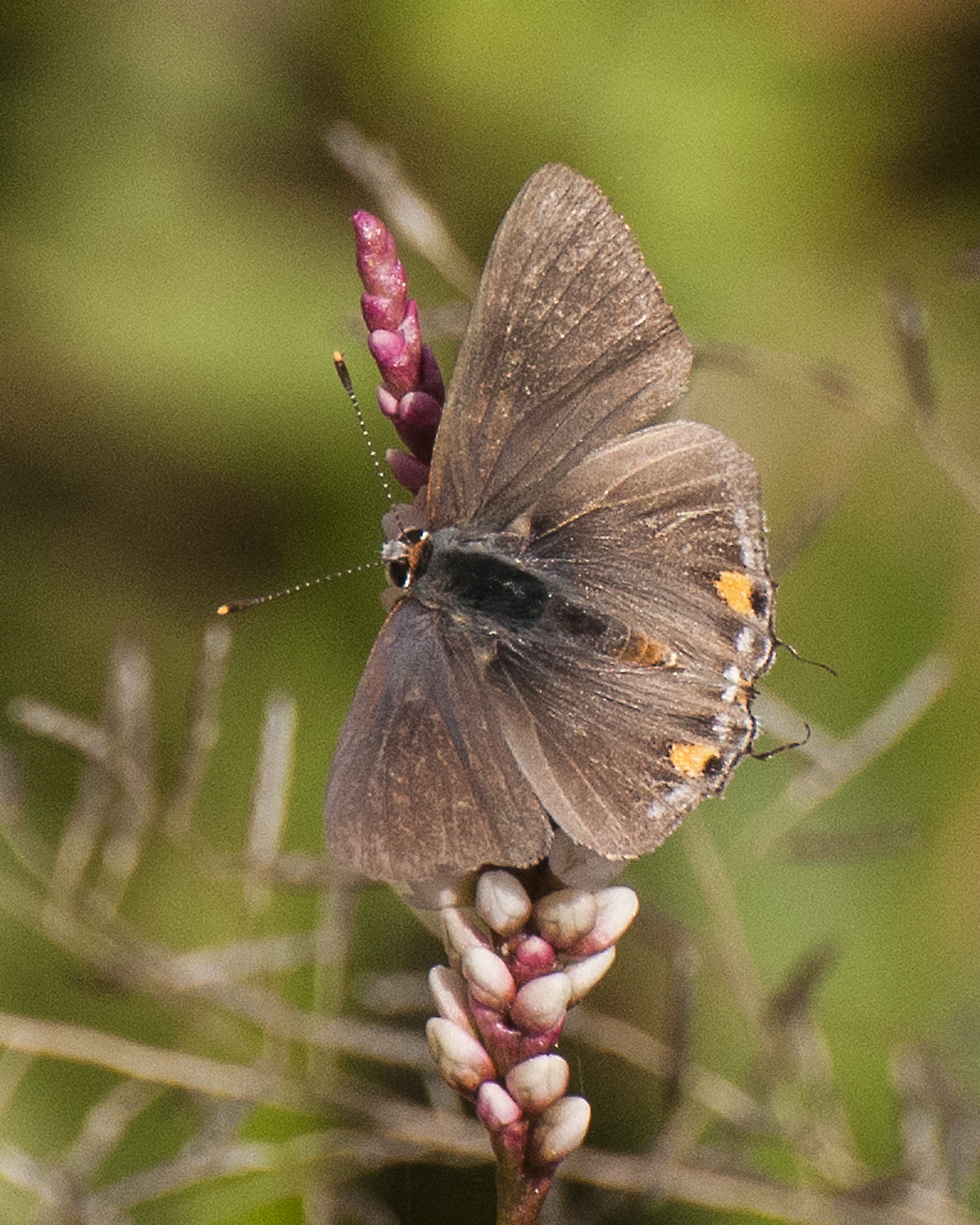 Gray Hairstreak