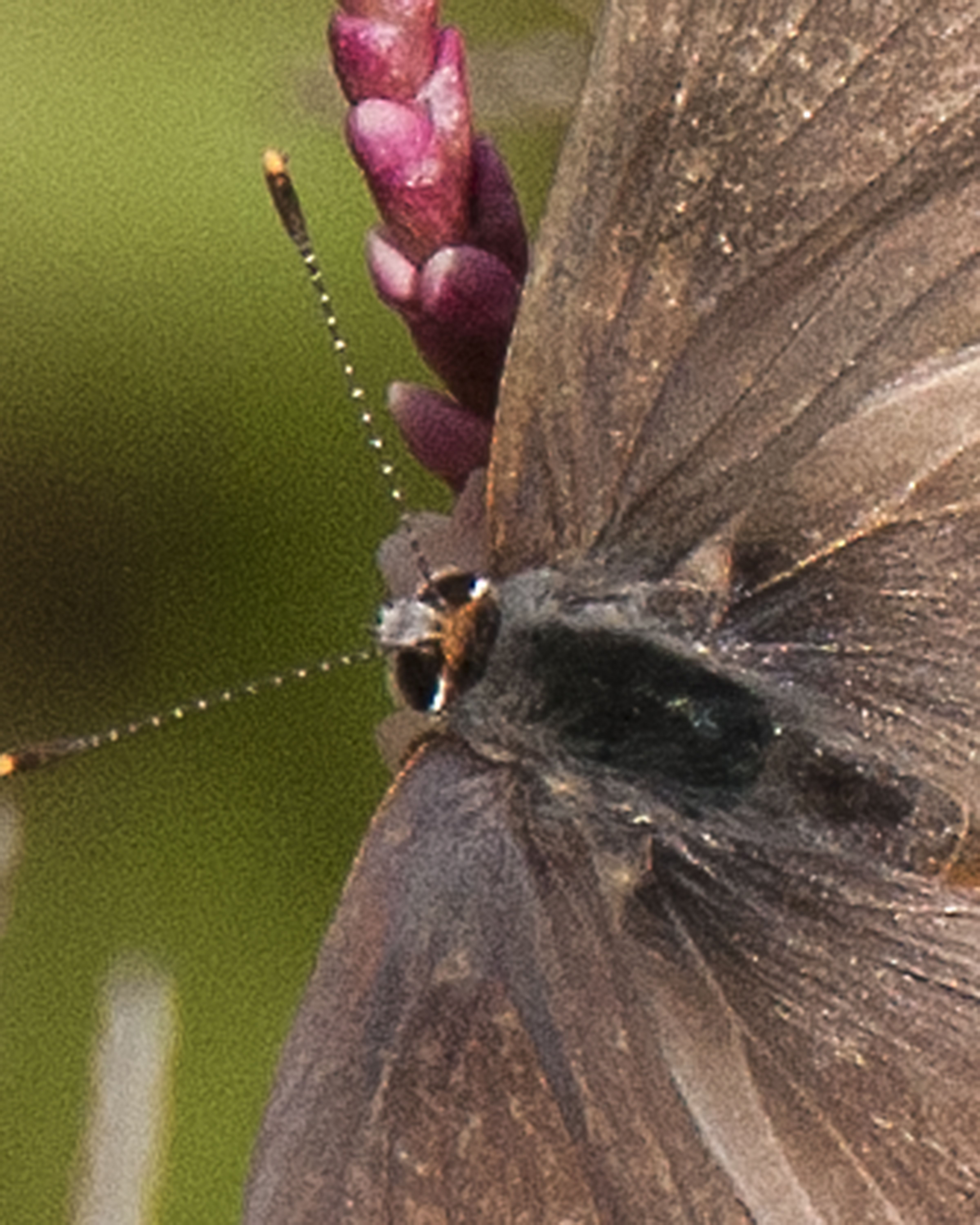 Gray Hairstreak
