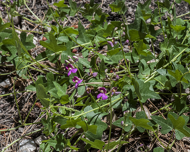 Gray's Lima Bean Plant