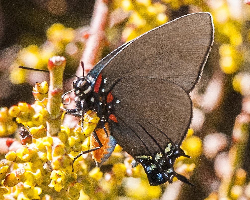 Great Purple Hairstreak