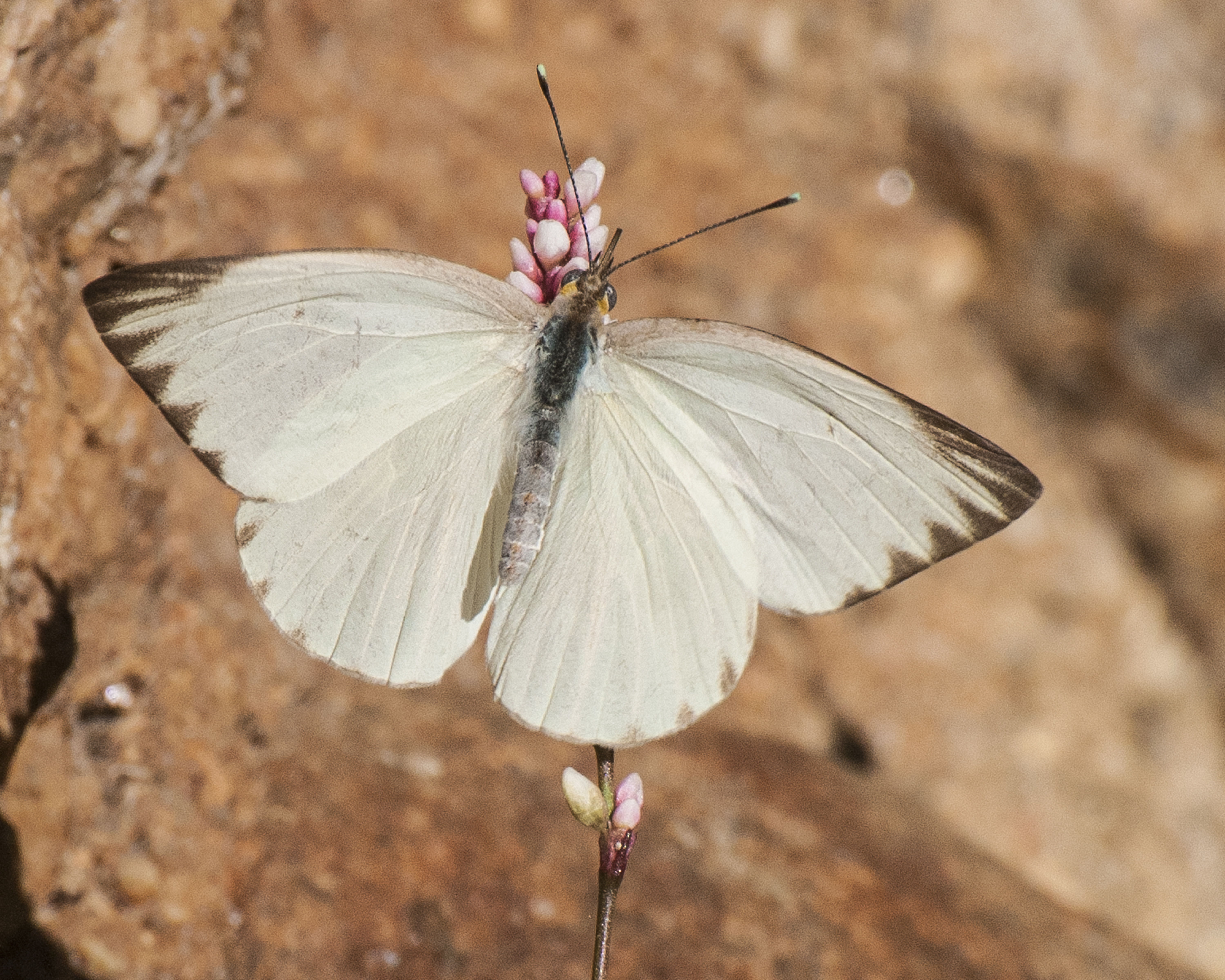 Great Southern White top
