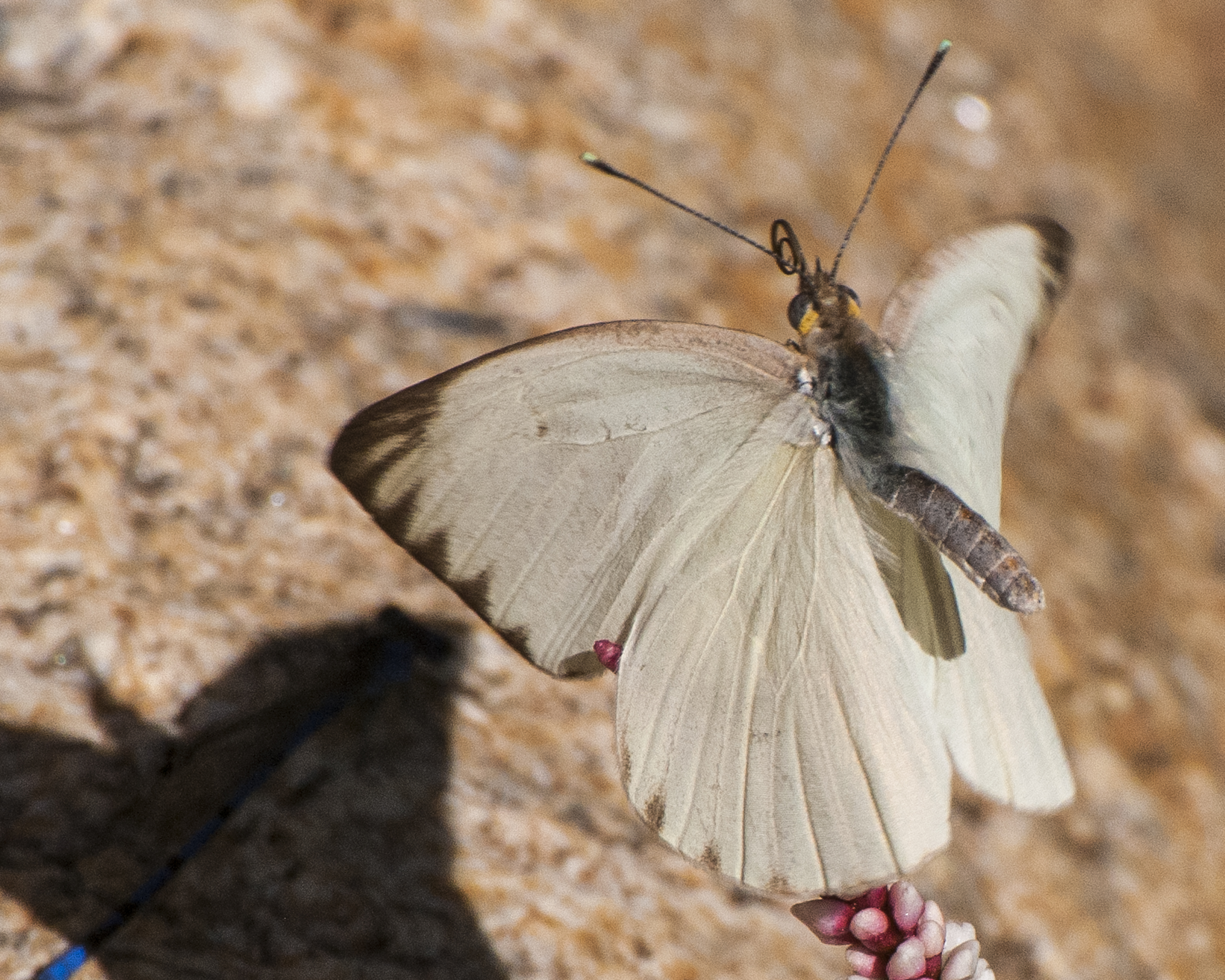 Great Southern White flying