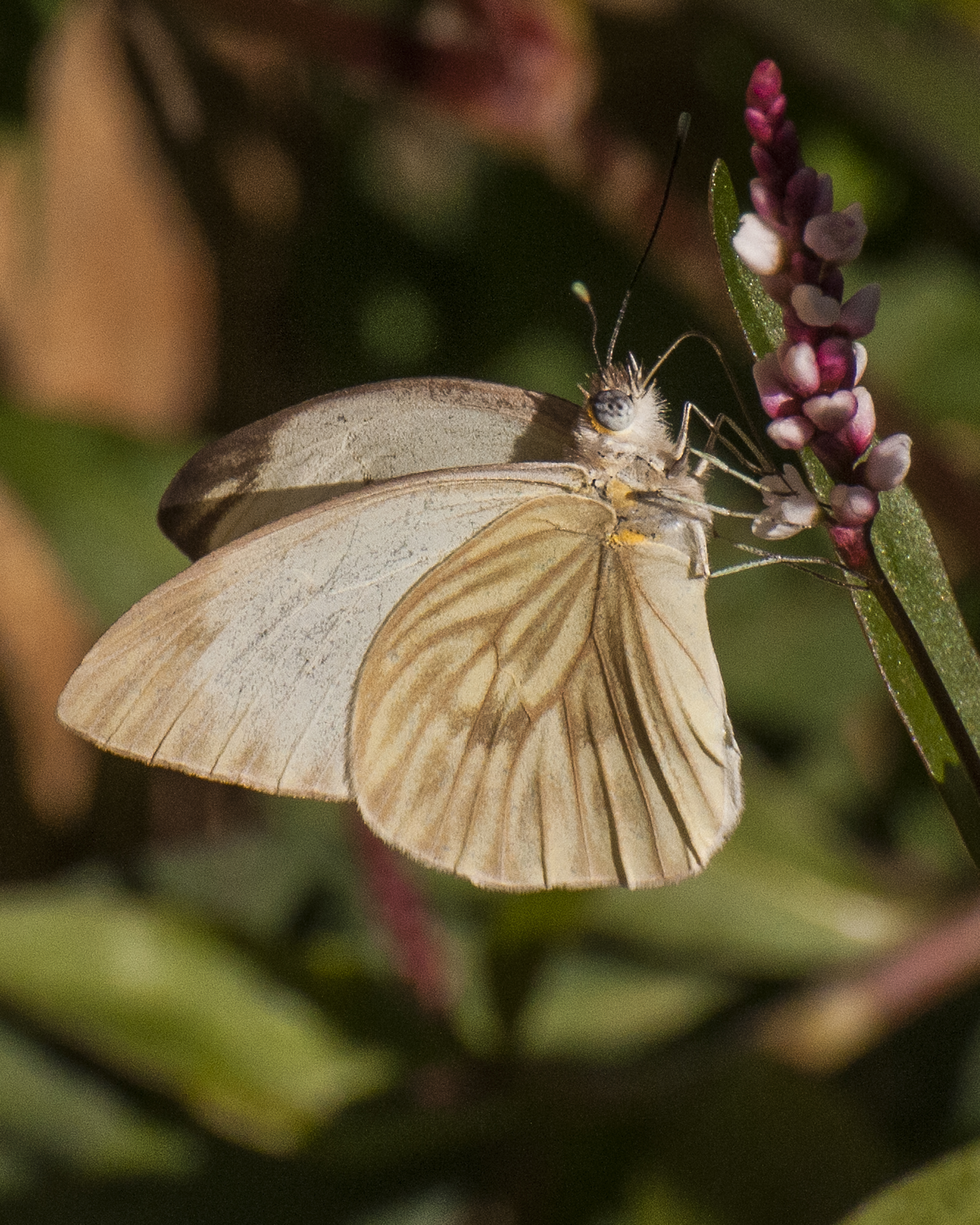 Great Southern White side