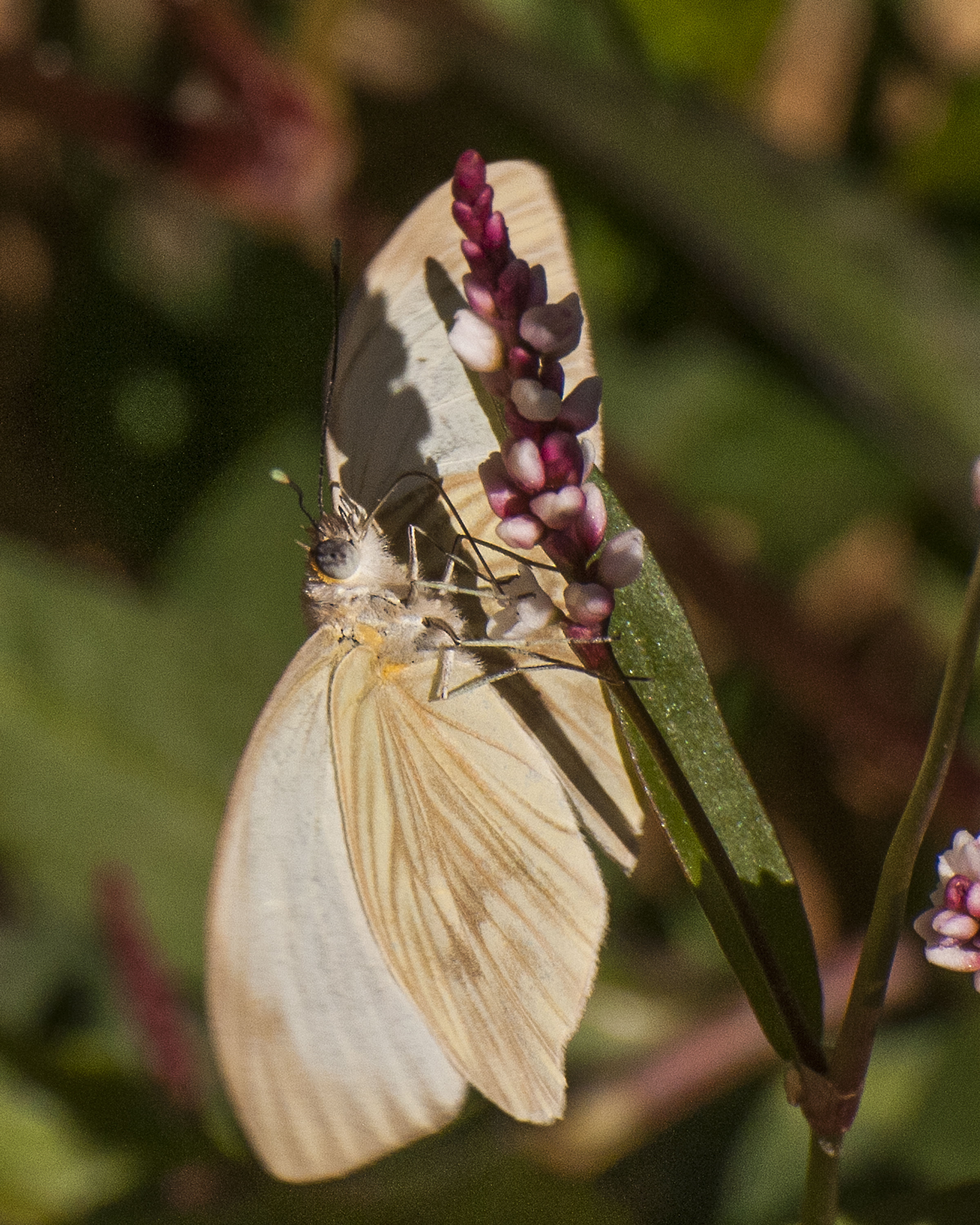Great Southern White underside