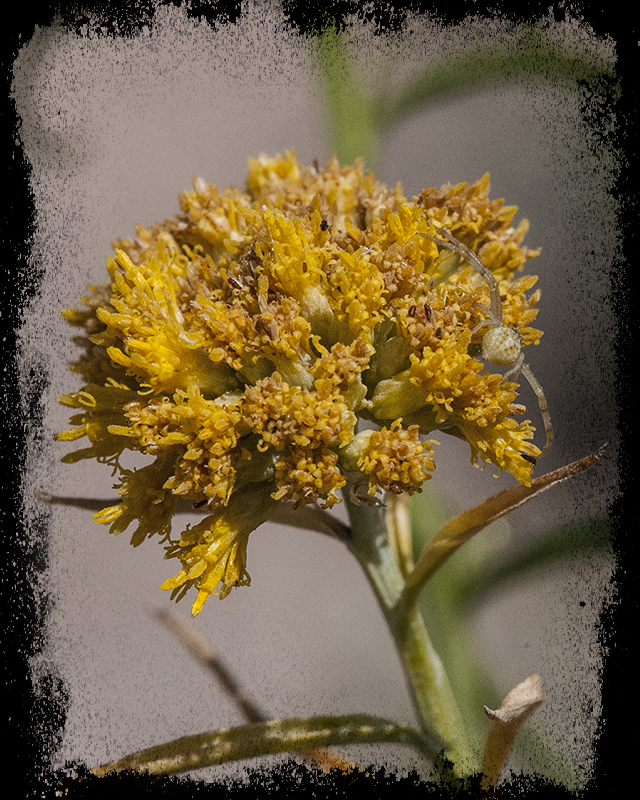 Gumhead Flower