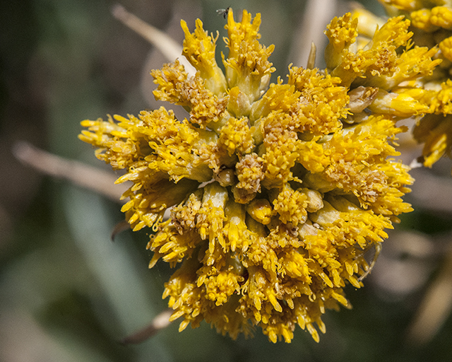 Gumhead Flower