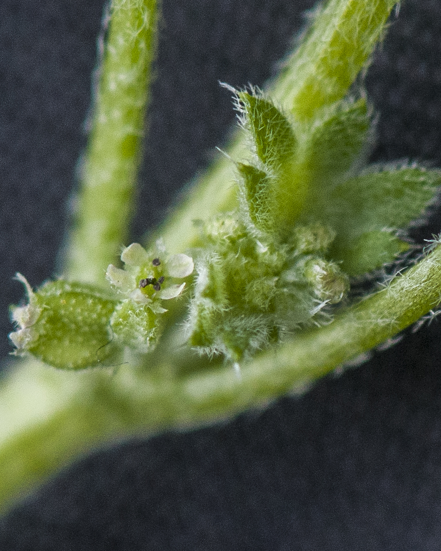 Hairy Bowlesia Flower