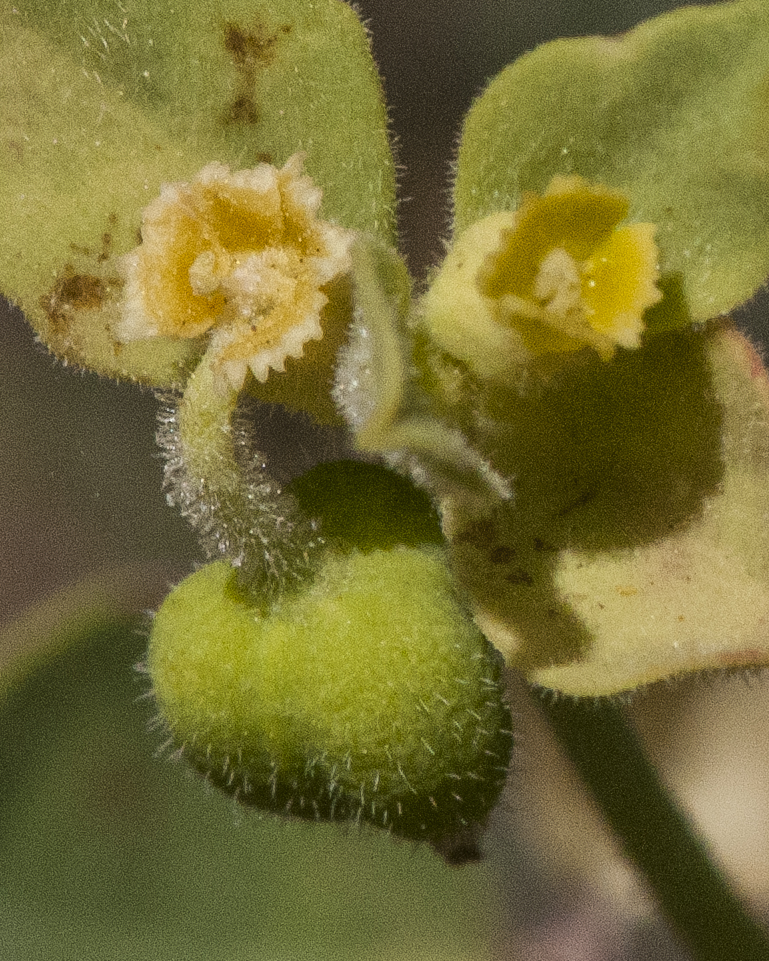 Hairy Mojave Spurge Flower