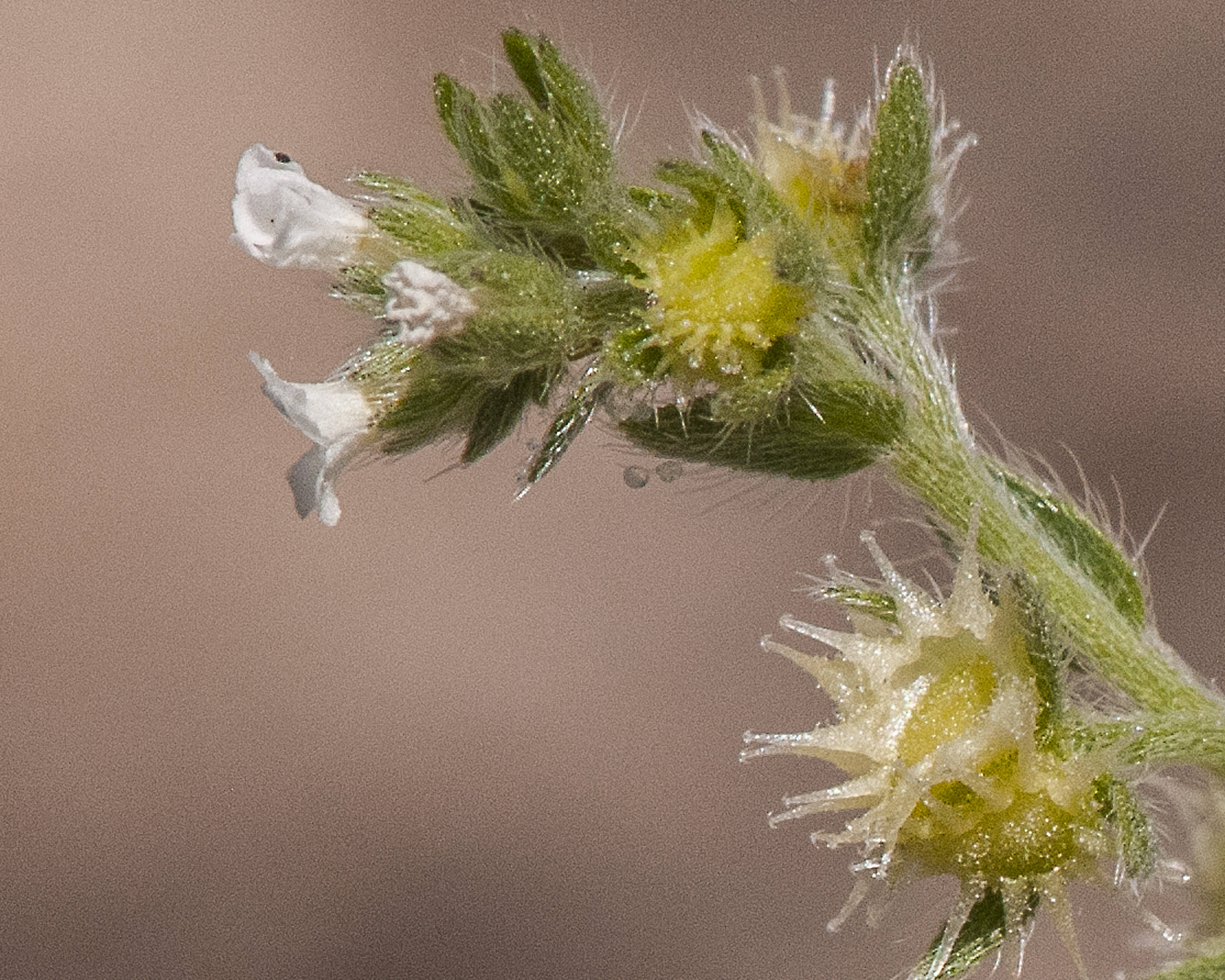 Hairy Stickseed Flower