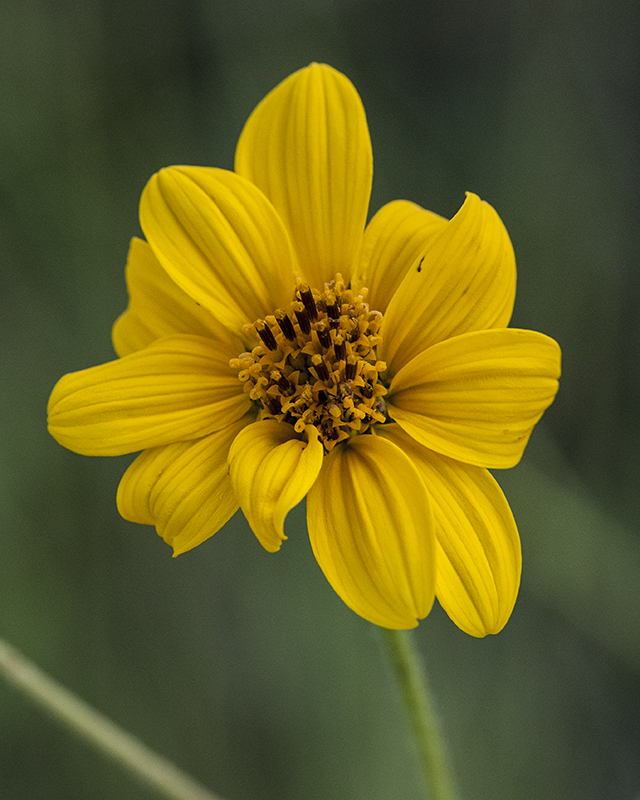 Heart-leaf Goldeneye Flower