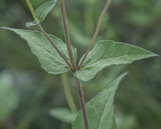 Heart-leaf Goldeneye Leaves