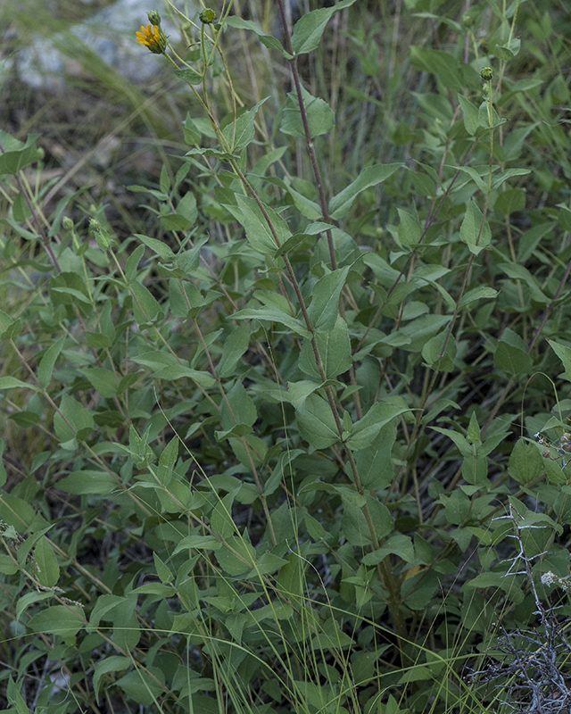 Heart-leaf Goldeneye Plant