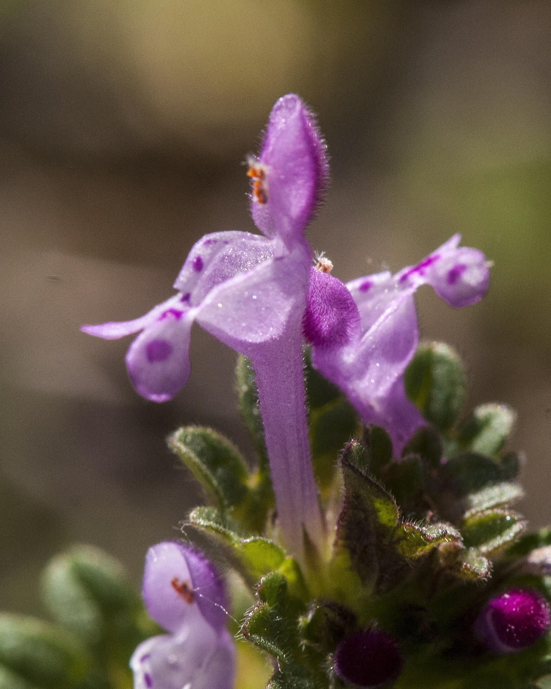 Henbit Flower