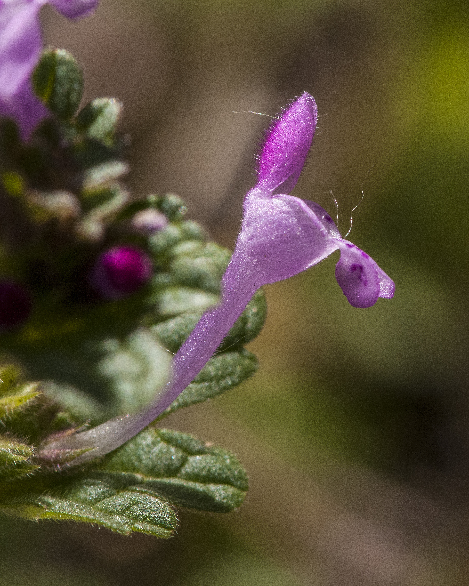 Henbit Flower