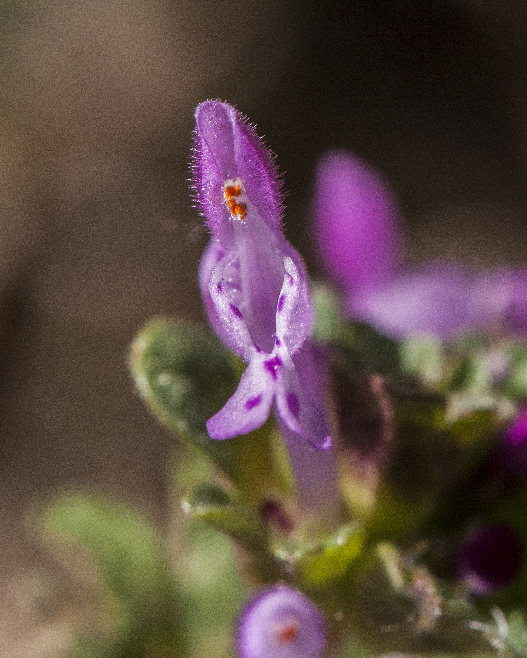 Henbit Flower
