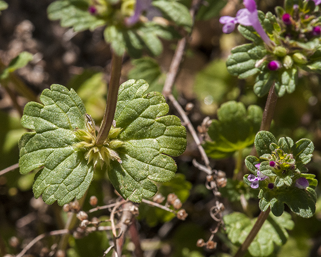 Henbit Leaves