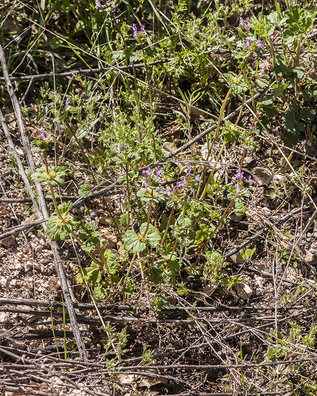 Henbit Plant