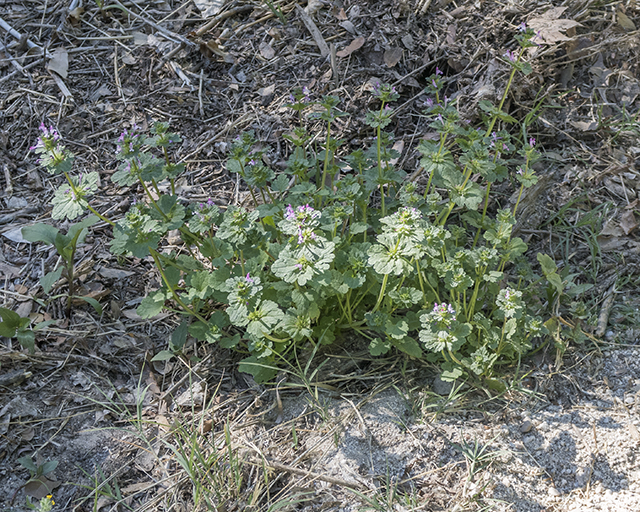 Henbit Plant