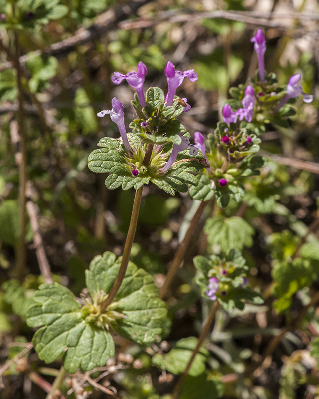 Henbit Stem