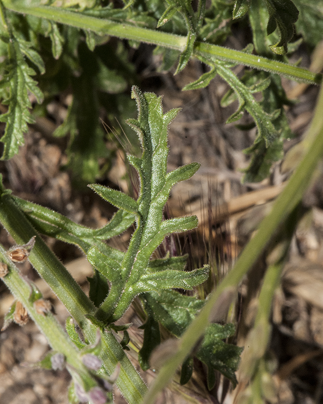 Hillside Vervain Leaves