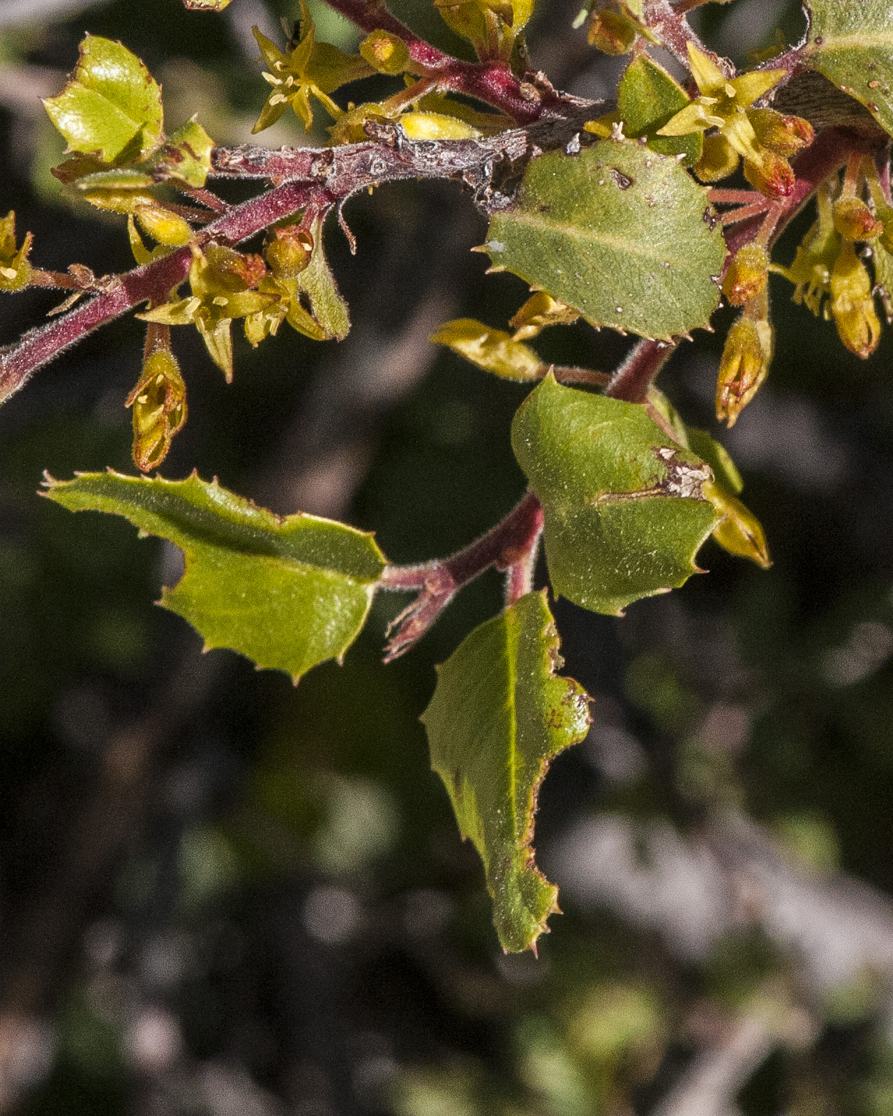 Hollyleaf Buckthorn Leaves