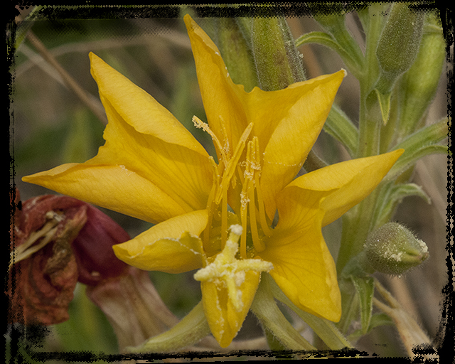 Hooker's Evening Primrose Flower