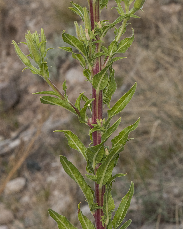 Hooker's Evening Primrose Leaves