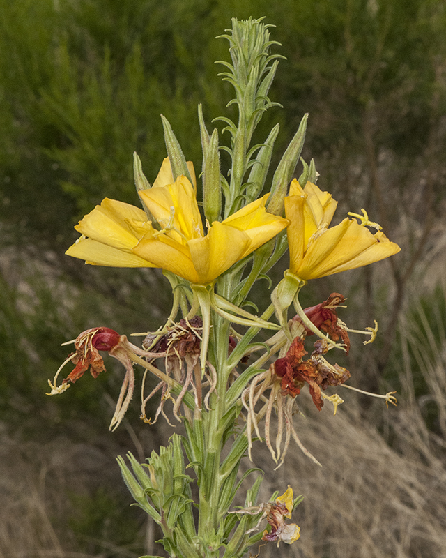 Hooker's Evening Primrose Stem