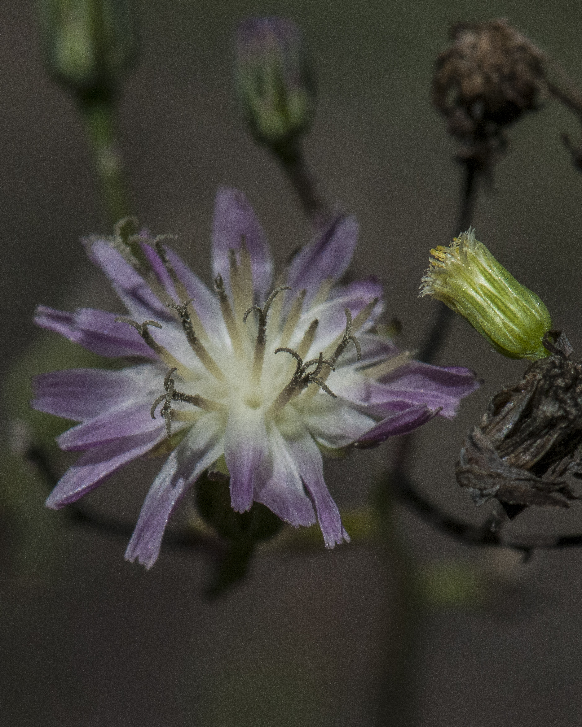 Huachuca Hawkweed Flower