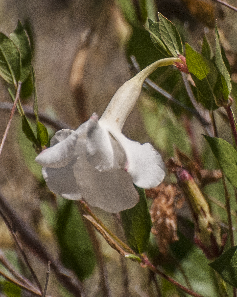 Huachuca Mountain Rocktrumpet Flower