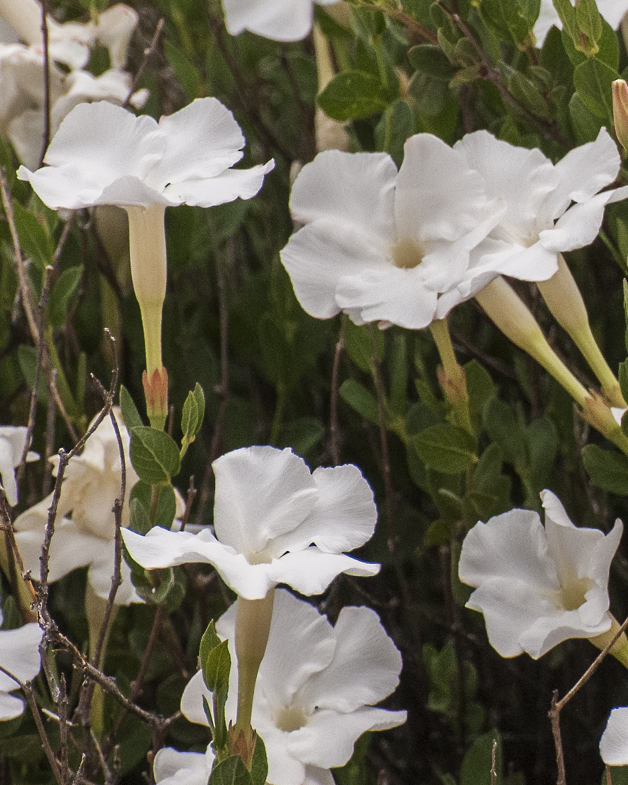 Huachuca Mountain Rocktrumpet Flower