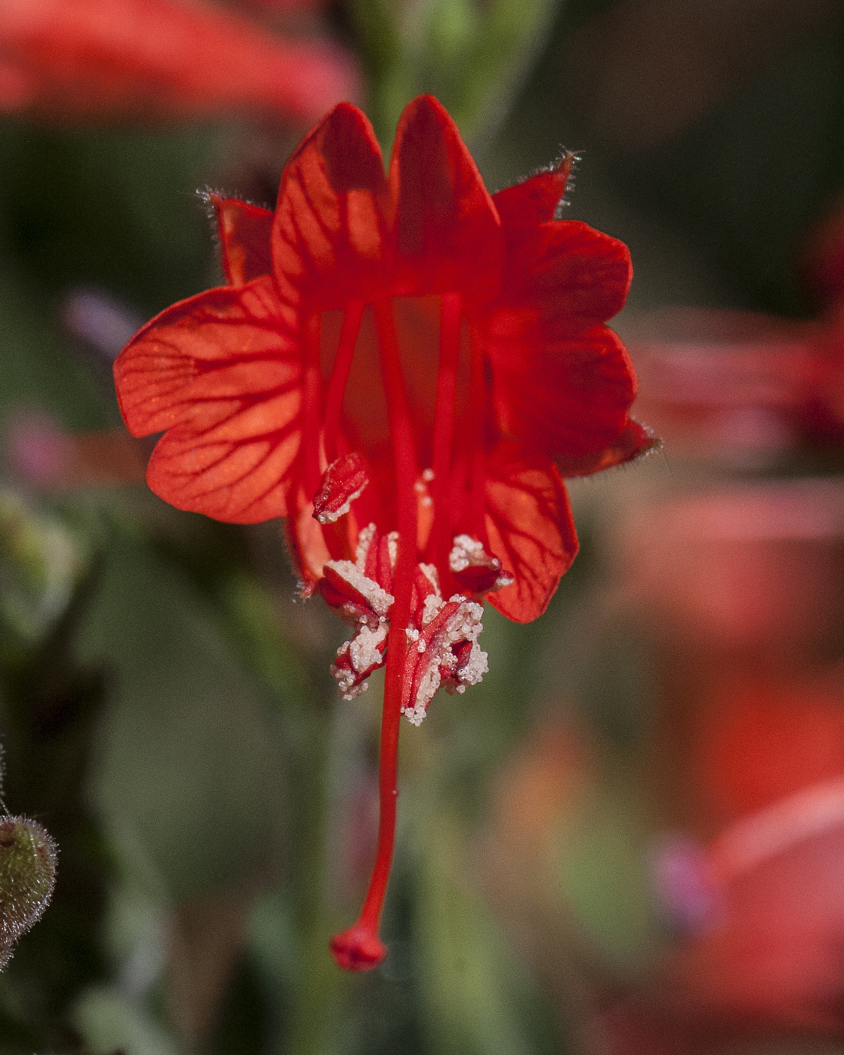 Hummingbird Trumpet Flower