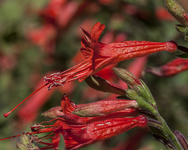 Hummingbird Trumpet Flower