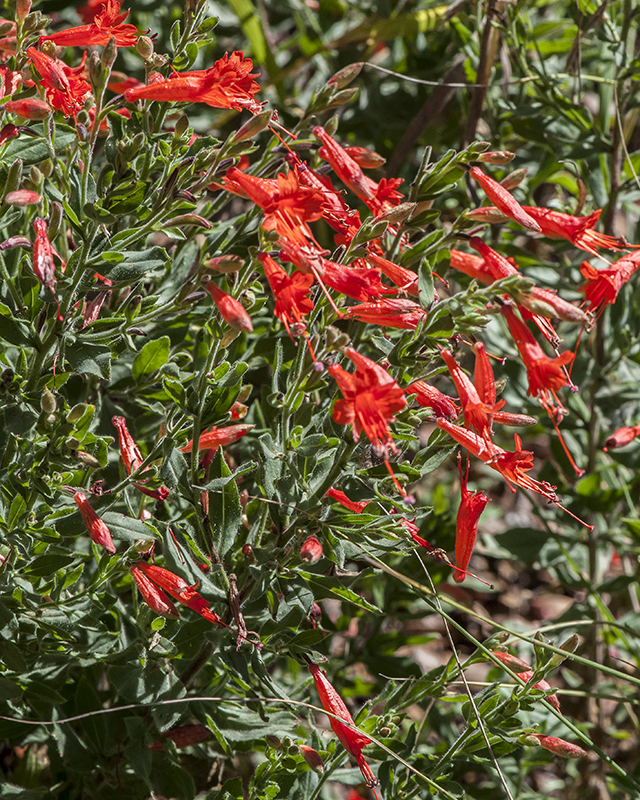 Hummingbird Trumpet Plant