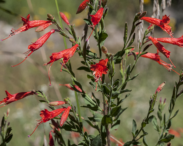 Hummingbird Trumpet Stem