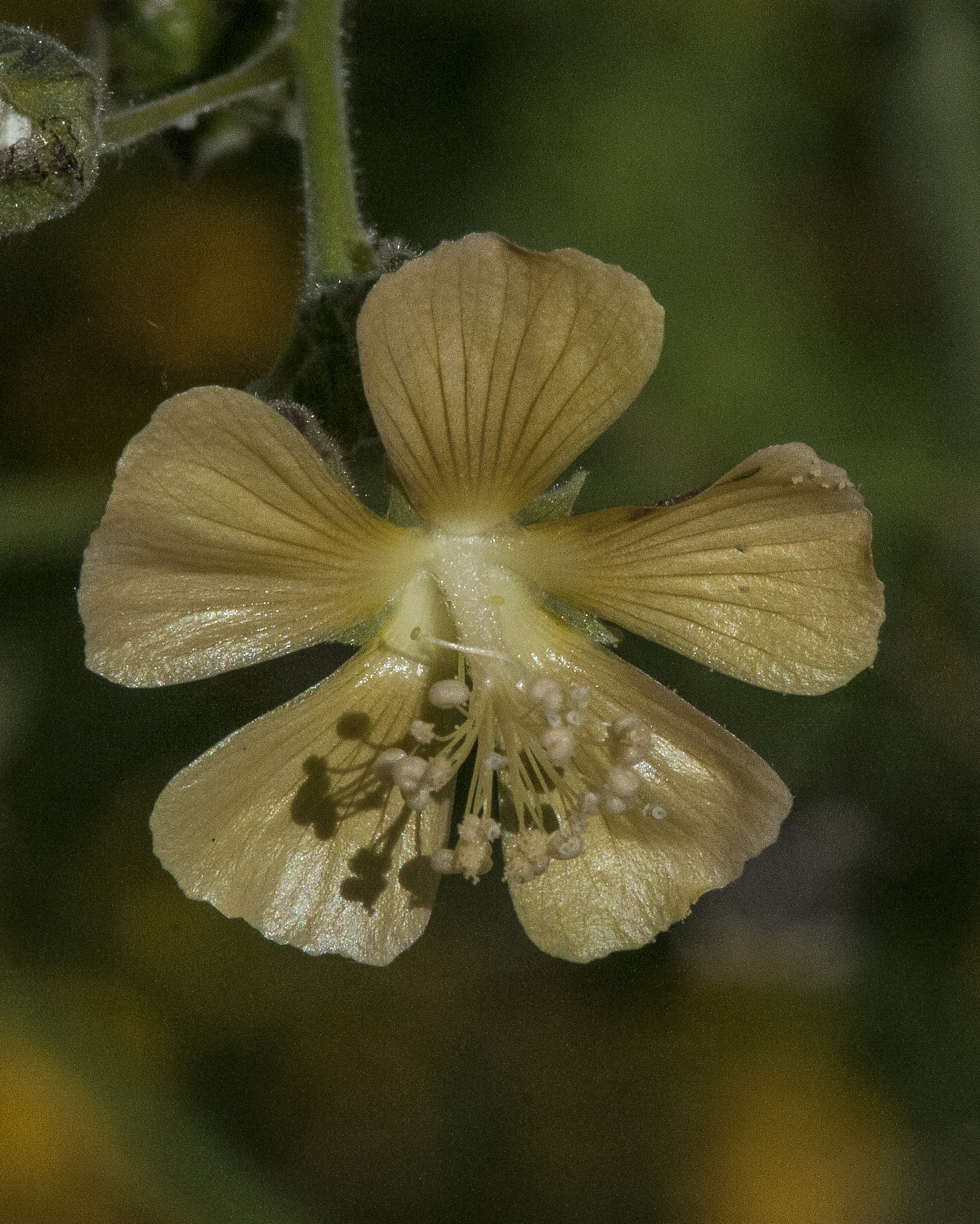 Indian Anoda Flower