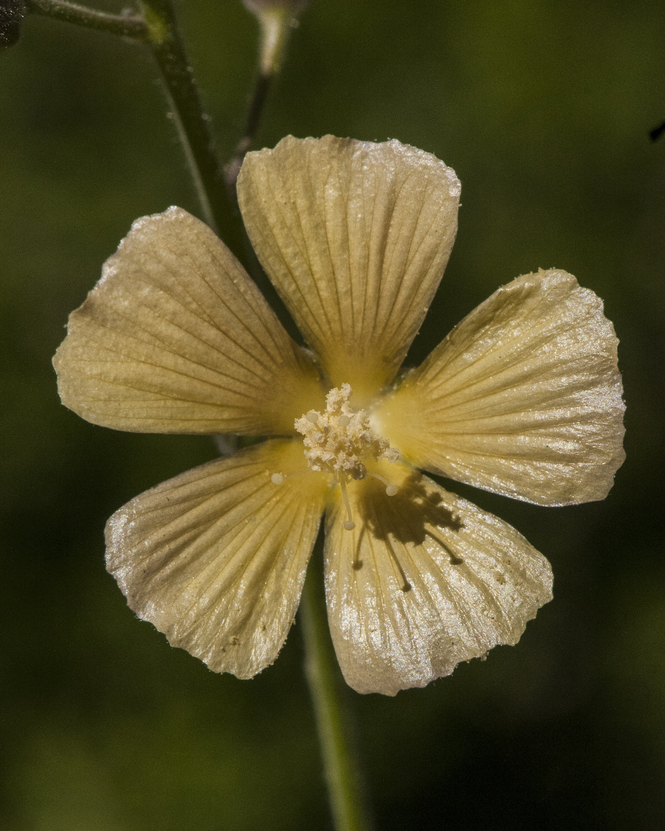 Indian Anoda Flower