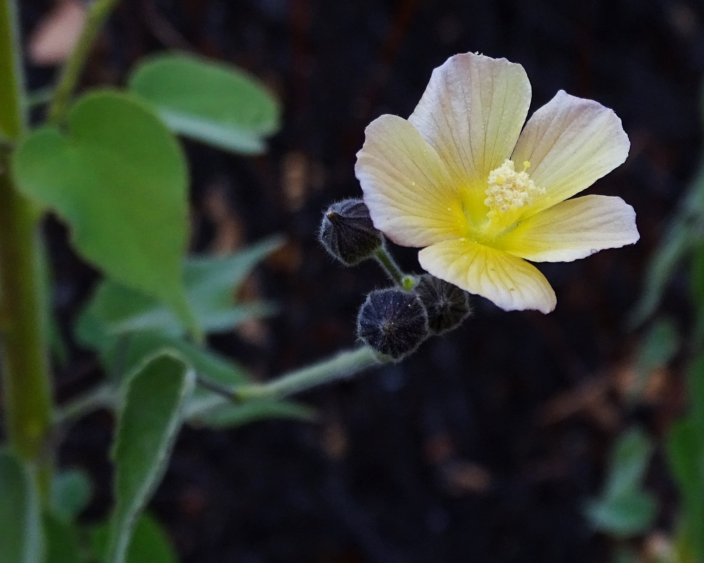 Indian Anoda Flower