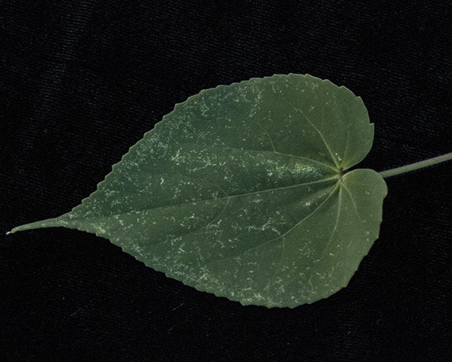 Indian Anoda Leaves