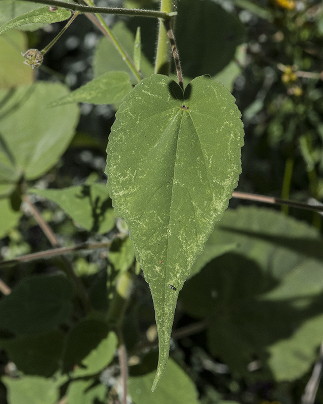 Indian Anoda Leaves