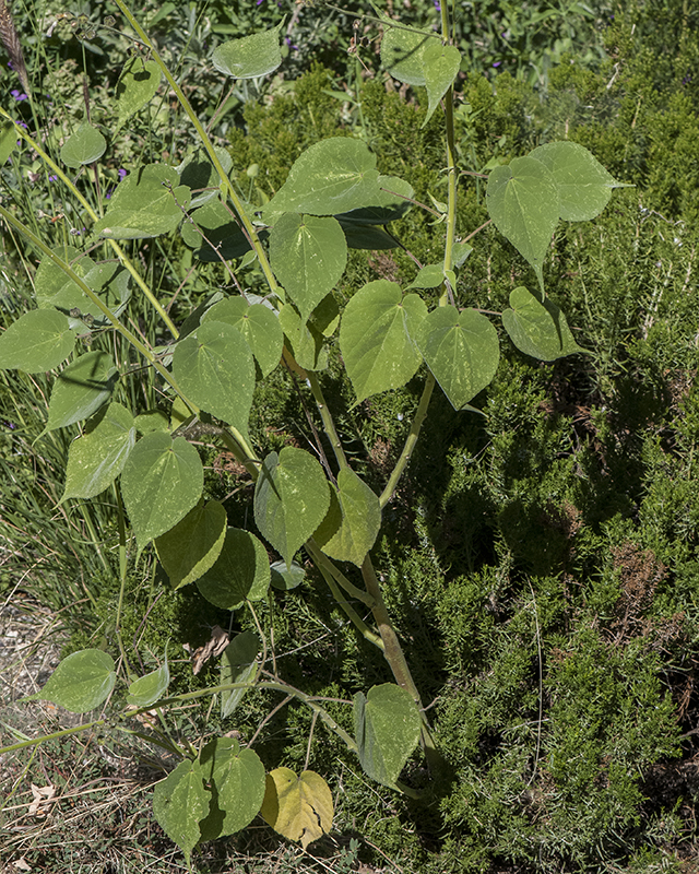 Indian Anoda Plant