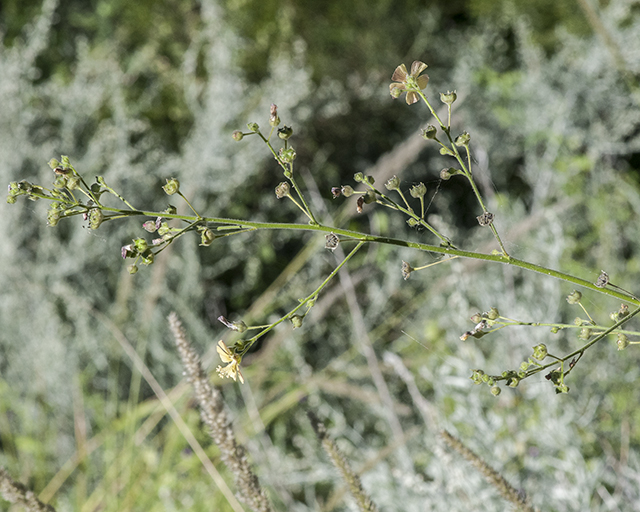 Indian Anoda Stem